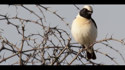 Karakulaklı kuyrukkakan
