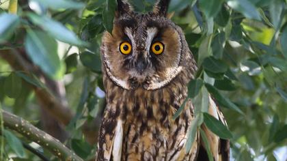 Kulaklı orman baykuşu