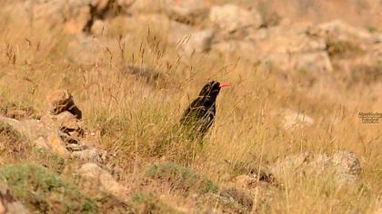 Kırmızıgagalı dağ kargası