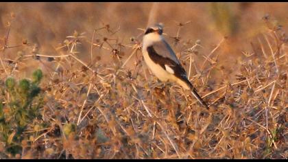 Karaalınlı örümcekkuşu