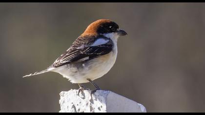 Kızılbaşlı örümcekkuşu