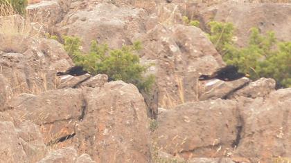 Sarıgagalı dağ kargası