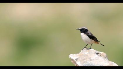 Kızılca kuyrukkakan