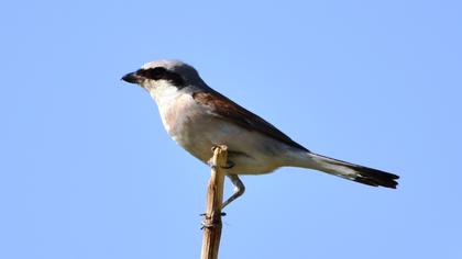Kızılsırtlı örümcekkuşu