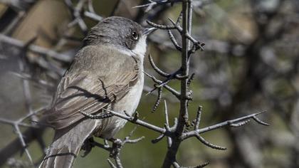 Küçük akgerdanlı ötleğen
