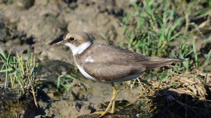Halkalı küçük cılıbıt
