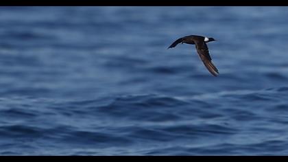 Fırtınakırlangıcı