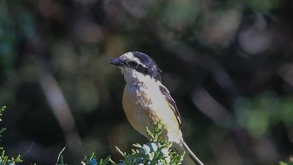 Maskeli örümcekkuşu