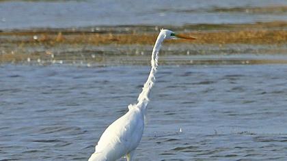 Büyük ak balıkçıl