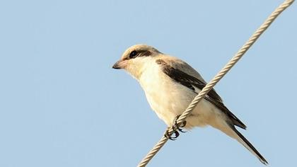 Karaalınlı örümcekkuşu