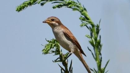 Kızılsırtlı örümcekkuşu