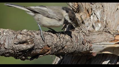 Akyanaklı baştankara