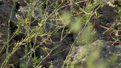 Dikkuyruklu ötleğen