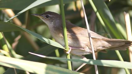 Bataklık kamışçını