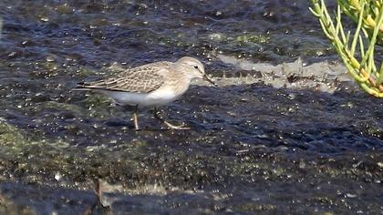 Sarıbacaklı kumkuşu