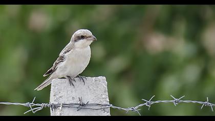 Karaalınlı örümcekkuşu