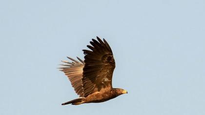 Küçük orman kartalı