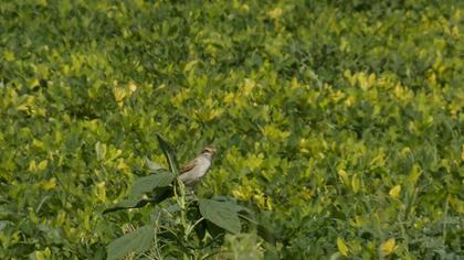 Kızılsırtlı örümcekkuşu