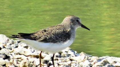 Sarıbacaklı kumkuşu