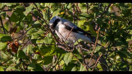 Karaalınlı örümcekkuşu
