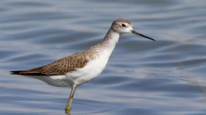 Bataklık düdükçünü