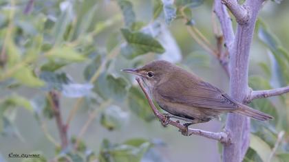 Çalı kamışçını