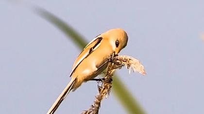 Bıyıklı baştankara