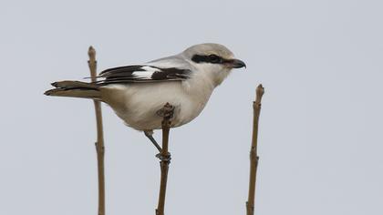 Büyük örümcekkuşu