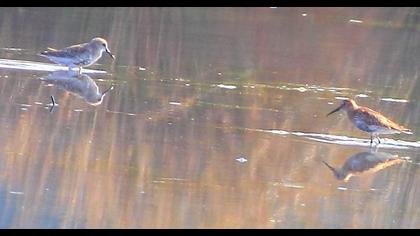 Karakarınlı kumkuşu