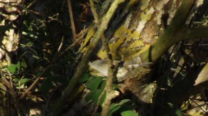 Karabaşlı ötleğen