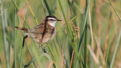 Bıyıklı kamışçın