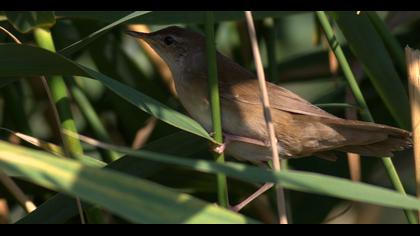 Bataklık kamışçını