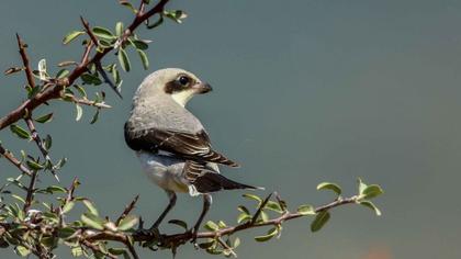 Karaalınlı örümcekkuşu