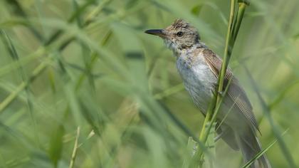 Büyük kamışçın