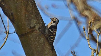 Küçük ağaçkakan