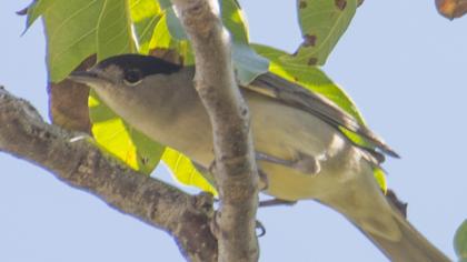Karabaşlı ötleğen