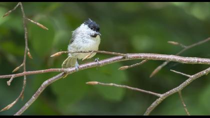 Kayın baştankarası