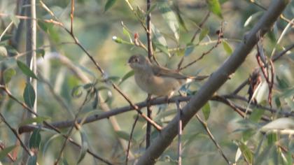 Bıyıklı ötleğen