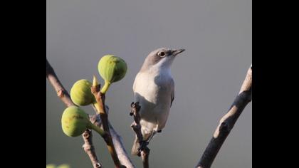 Küçük akgerdanlı ötleğen