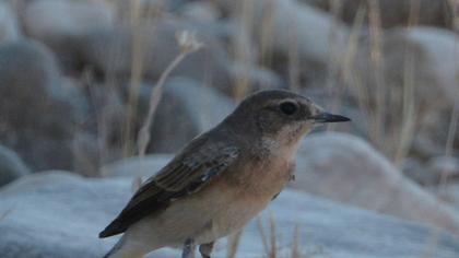 Karakulaklı kuyrukkakan