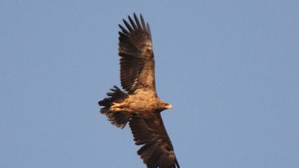 Küçük orman kartalı