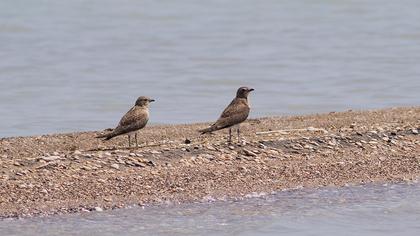 Karakanatlı bataklıkkırlangıcı