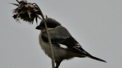 Karaalınlı örümcekkuşu