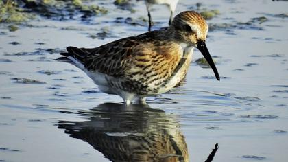 Karakarınlı kumkuşu