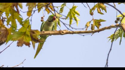 İskender papağanı