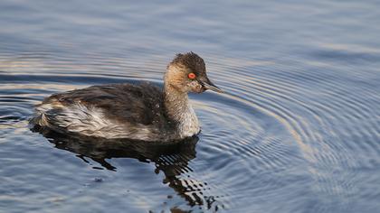 Karaboyunlu batağan