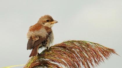 Kızılsırtlı örümcekkuşu