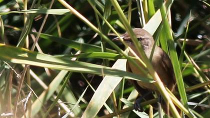 Büyük kamışçın