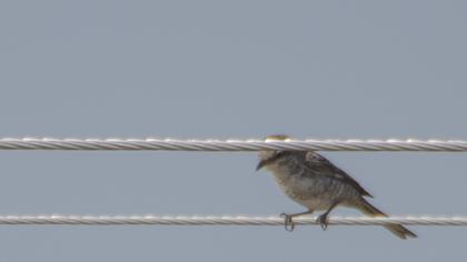 Maskeli örümcekkuşu