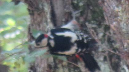 Orman alaca ağaçkakanı